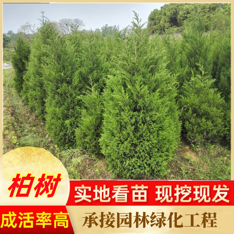 塔柏基地,侧柏树松柏价格园林隔离带高速公路陵园墓地用四季常表