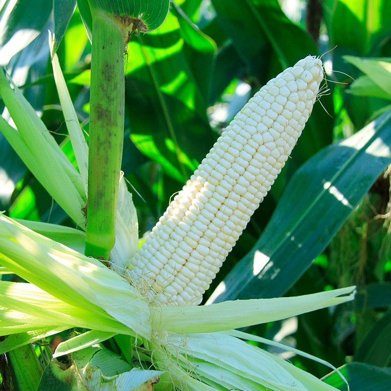 智贝主图_3白糯玉米种子超甜白玉米种子鲜食超糯水果玉米粘