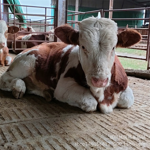 ���������Sţ��ţ�ٶ���һ�^3�������� ���T����ţ���Bֳ��