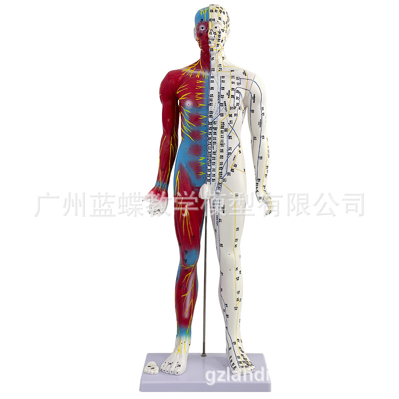 85CM��Ƥ�뼡������������Ѩλ����ģ��ȫ����ҽʮ������ͼͭ��