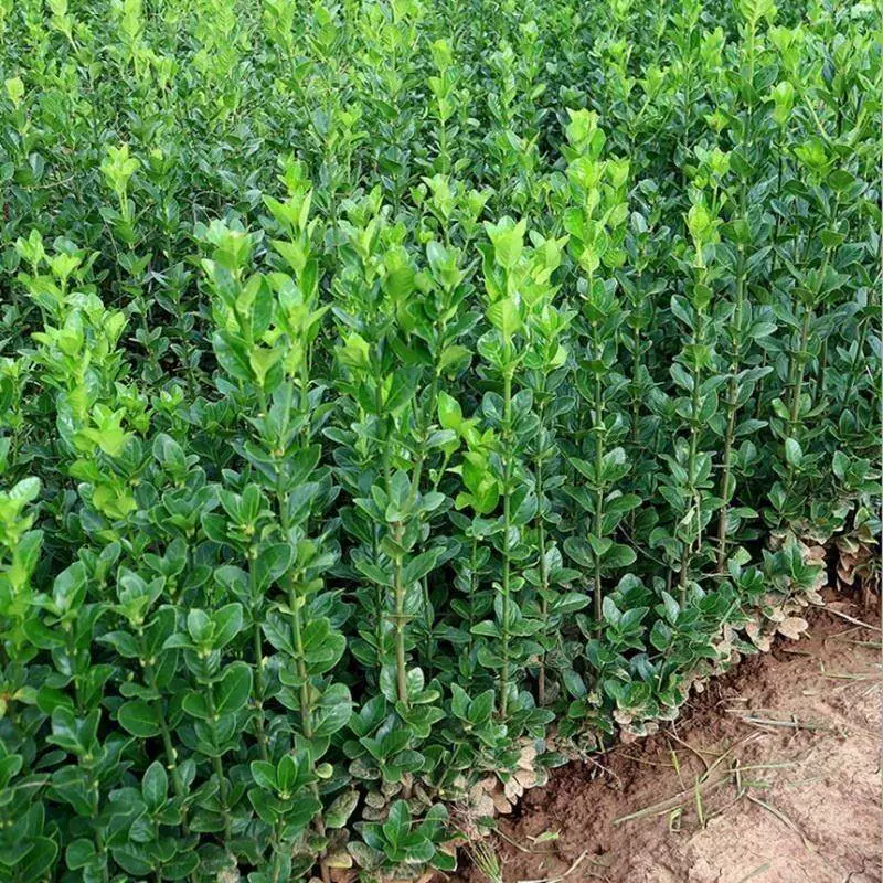 Саженцы крупнолистной холли Хоккайдо, морозостойкие и термостойкие саженцы для забора, зеленые стены во дворе, круглый год, вечнозеленые, бесплатная доставка