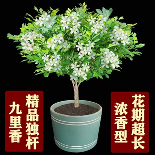 九里香花盆栽四季树苗老桩七里香苗易养开花浓香室内阳台庭院植物