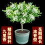 四季庭院开花植物九里香