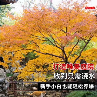 小叶鸡爪槭树苗原生苗鸡爪枫树苗园林庭院风景树四季耐寒红舞姬