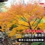 四季原生舞姬耐寒风景树