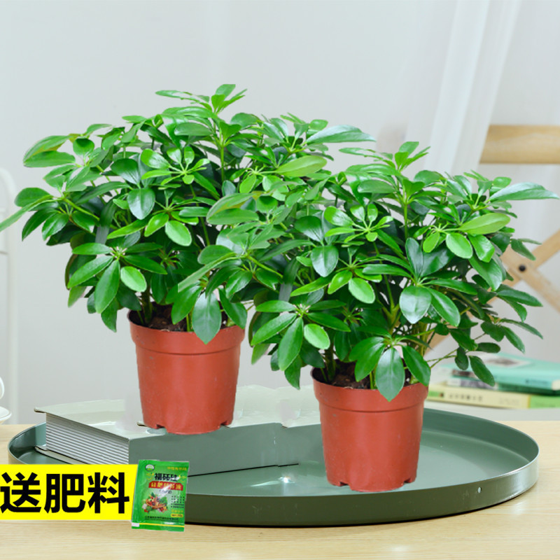 [2개 세트] 바팡라이카이 나무 4그루(간이 화분) + 영양액