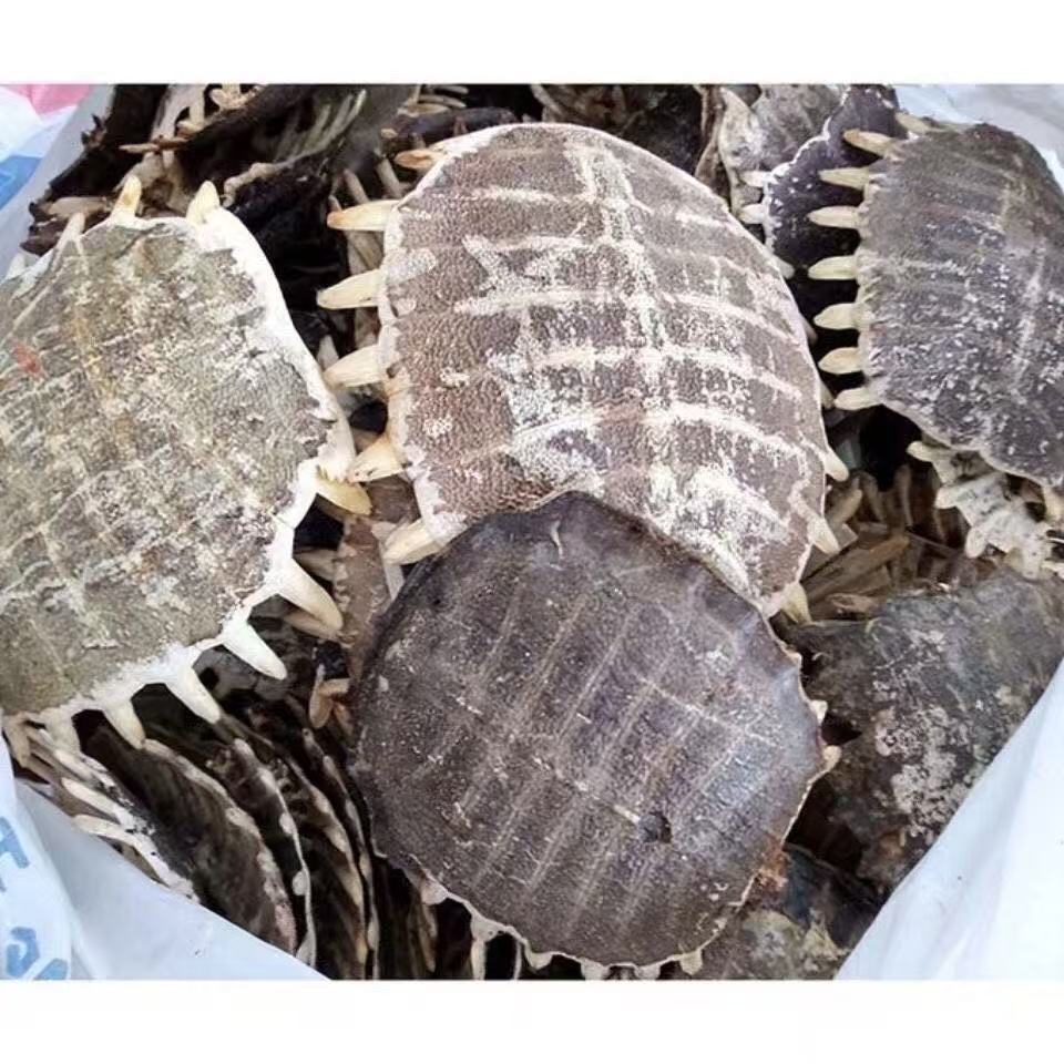 Bie Jia (Trionyx sinensis) Dried Turtle Shell Pieces — Traditional Chinese Herb, 500g quality and texture