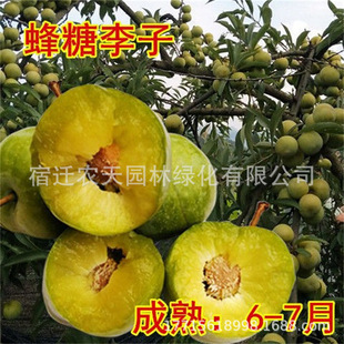 �Ĵ��P�����Ә������´�����һ�c�t����Ó�����Ϸ��Nֲ�޽ӹ�����