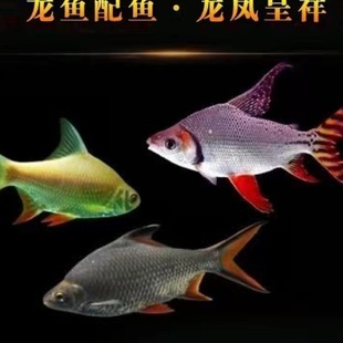 ���P�~�y�P�~���w�^�p�~�p�����~̩���a���yԪ���~�t���a�~