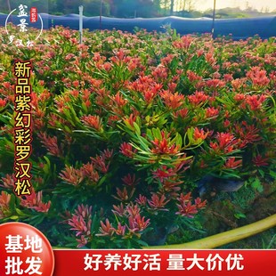 ��퍈@�ϻò��_�h�ɺ��u�tѿ���^���B�辰30-50cm�Gֲ���^��ѿֲ