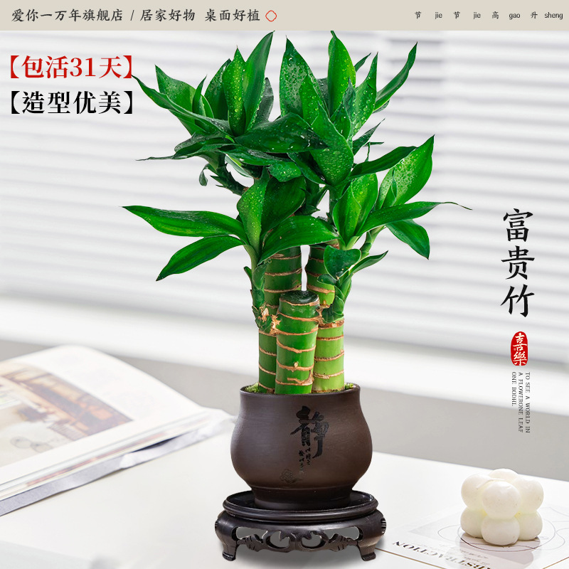 행운죽 3개 + 고요한 보라색 모래 화분 + 원형 베이스(포장석 + 영양액 포함)