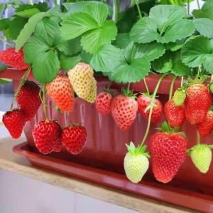 Strawberry Seedlings, Four-Season Cream Strawberries, Potted Plants with Soil and Leaves, Planted in the North and South, Balcony Edible, Bearing Fruit in the Same Year