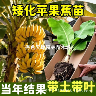 �۽��㽶����簫��������˹B6�߮a�н�9̖�㽶�Ϸ������玧����