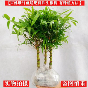 ��������������_�h���辰�Gɫֲ�� �Pβ������ͥԺ�����������