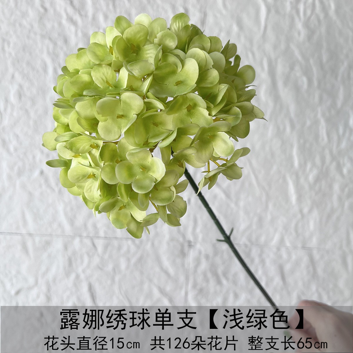 Una sola Hortensia de luna - verde claro