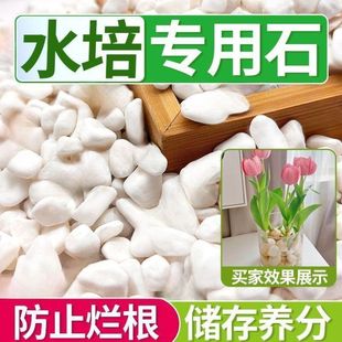 Ruijing Stone Water Culture Flower Small White Stone Succulent Paving Stone Pebbles Rain Flower Stone Fish Tank Landscaping Potted Plant Factory