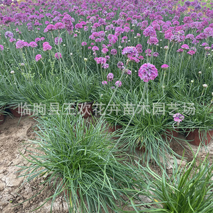 ��ʯ����N���ļ��N�_������ֲ���̨ͥԺ���＾�������Wʯ�����l