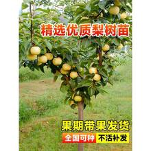 梨树果苗嫁接果树特大秋月梨黄金梨丰水梨红啤梨地栽盆栽当年结果