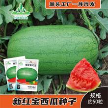 新红宝西瓜种子绿皮红瓤大果椭圆西瓜籽春夏季水果种籽红心种孑种