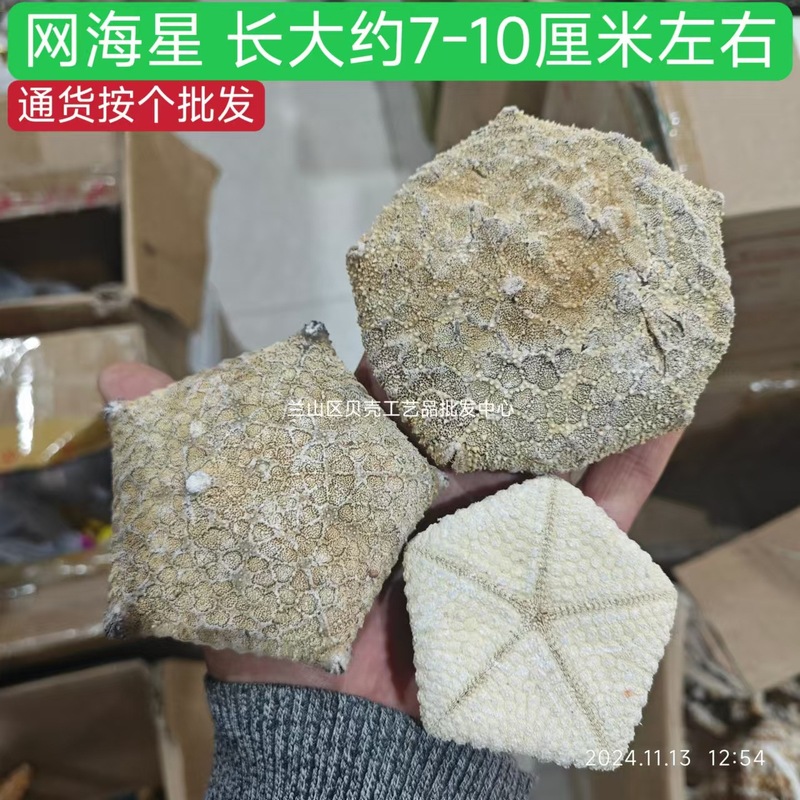 天然ヒトデ各種、人気の天然ヒトデの壁掛け飾り、装飾ステッカー、工芸品、アクセサリー、置物、標本コレクション|undefined