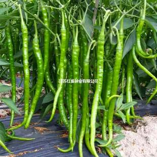 �����N�ӳ����߮a�������G�l�L�ļ��N�������Ϸ��N���߲˷N�ݴ���