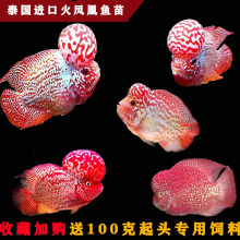 大型觀賞淡水魚 大型觀賞淡水魚批發 促銷價格 產地貨源 阿里巴巴 大型觀賞淡水魚 大型觀賞淡水魚批發 促銷價格 產地貨源 阿里巴巴