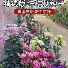 ļN۹Nذ_׻ܷNͥԺ⻨N