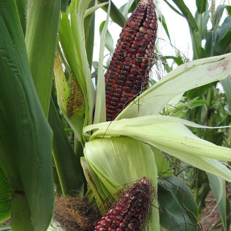 智贝主图_1厂家批发散装黑玉米种子高产抗病四季种植黑珍珠水
