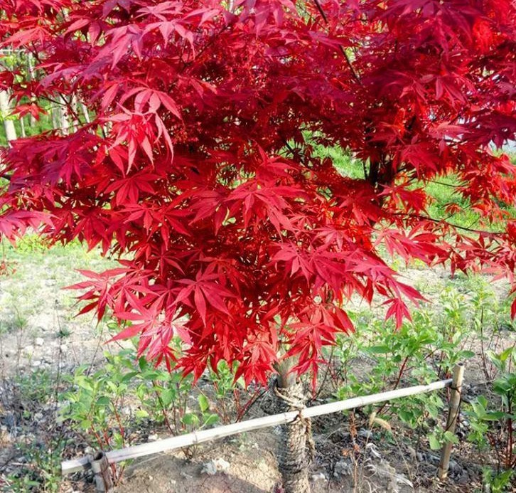 一件代发四季日本红枫树苗红舞姬庭院彩叶风景树美国红多季红枫树-阿里巴巴