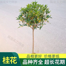 ����ԭ���𻨘����ļ��𻨵��԰���ͥԺ�ߗU��������������