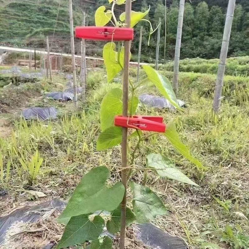 temu 越境供給冬瓜クランプ農業温室野菜と果物プラスチッククランプ移植クランプゴーヤクランプ固定|undefined