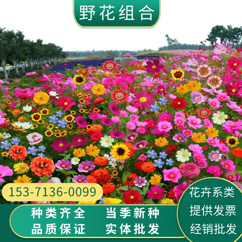 Четыре сезона Полевой цветок Комбинированные семена Космос Germorum Семена Циннис Василек Кореопсис Семена подсолнечника