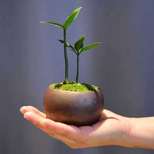 Bamboo and Cypress Potted Indoor Plants, Evergreen Pots for All Seasons, Office Study Green Plants, Easy to Grow in All Seasons, Mini Bonsai Competition