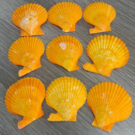 天然贝壳海螺黄色扇贝壳烧烤装饰家居装饰摆件鱼缸水族箱造景批发