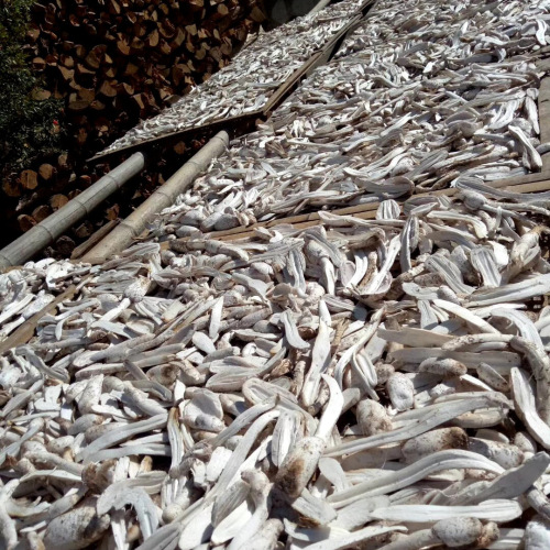 Factory wholesale large pieces of oyster mushroom, 500g dried agricultural oyster mushroom, thick meat, clean and sand-free