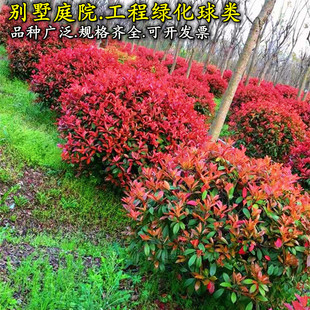Red Leaf Heather Ball Saplings Small Seedlings Greening Plants Green Plants Courtyard Greening Seedlings Tall Saplings Red Robin