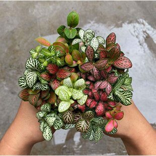 �W�y��С�~޵��ާ�΢���^ˮꑸ�ˮ��̦�\ƿ�bGֲ����DIY