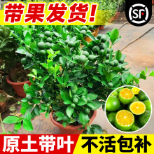 һ�����lС��������С��ۘ亣��С��ۙ��ʘ������̨ˮ�������