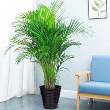 散尾葵袖珍椰子富贵椰子室内客厅盆栽大型绿植阳台卧室四季常青
