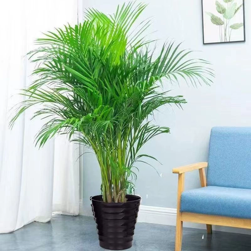 Sanwei Kwai Карманный Кокос Fugui Кокос Внутренняя Гостиная Горшечное Растение Большое Зеленое Растение Балкон Спальня Вечнозеленое Все Сезоны