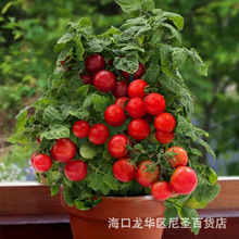 盆栽小番茄种子迷你矮生珍珠西红柿阳台室外阳台庭院春播植物种子