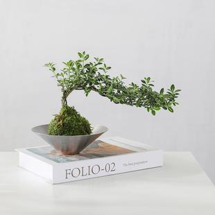 Moss Ball June Snow Potted Indoor Desktop Green Plant Easy to Grow Hydroponic Plant Air Purifying Plant Flower Bonsai
