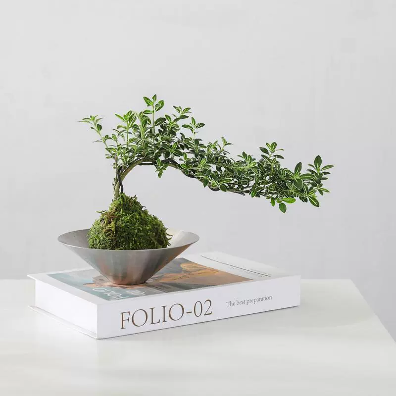 Моховой шар, июньский снег, комнатное растение в горшке, настольное зеленое растение, легко выращиваемое гидропонное растение, очищающее воздух растение, цветок бонсай