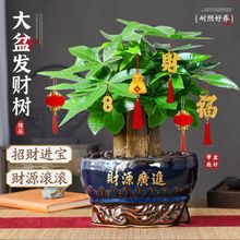 精品三杆发财树盆栽绿植室内办公室好养植物四季常青摆件厂家