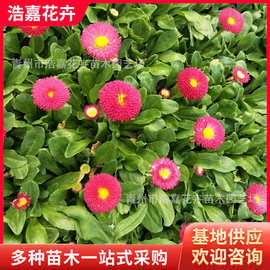 花海雏菊价格     耐寒雏菊批发基地     草花雏菊图片