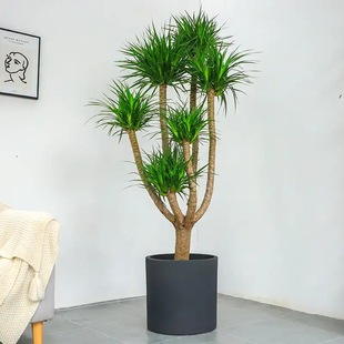 ��Ѫ��͏d�Gֲ���^��횘����F��͏d�Gֲ�҃ȴ�����Ѫ��ֲ������