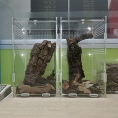 透明アクリルはペットの箱の有機ガラスの箱のデスクトップの収納箱のクモのサソリの甲虫の飼育箱の観賞箱に登ります。
