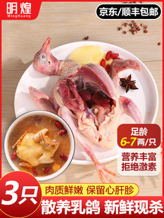 �������r�F�����������������r��ɢ�B�ǻ��w����������������r