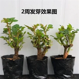 盆栽;种子;树苗