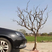 。干树枝造景干枝树干许愿树枯树室内庭院造型树枝干原木树枝装饰